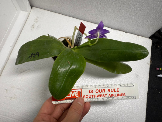 Phalaenopsis SWR Baby Gem 'M648' 250620 Flowering