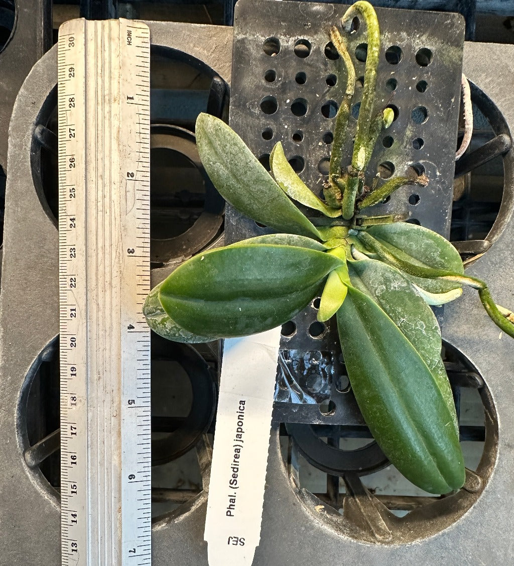 Phalaenopsis (Sedirea) japonica