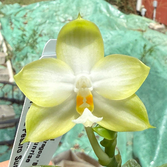 Phalaenopsis Pylo's Angel 250708 Flowering