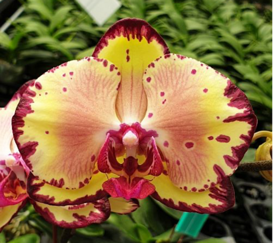 Phalaenopsis Miki Crown '16' SM/TOGA