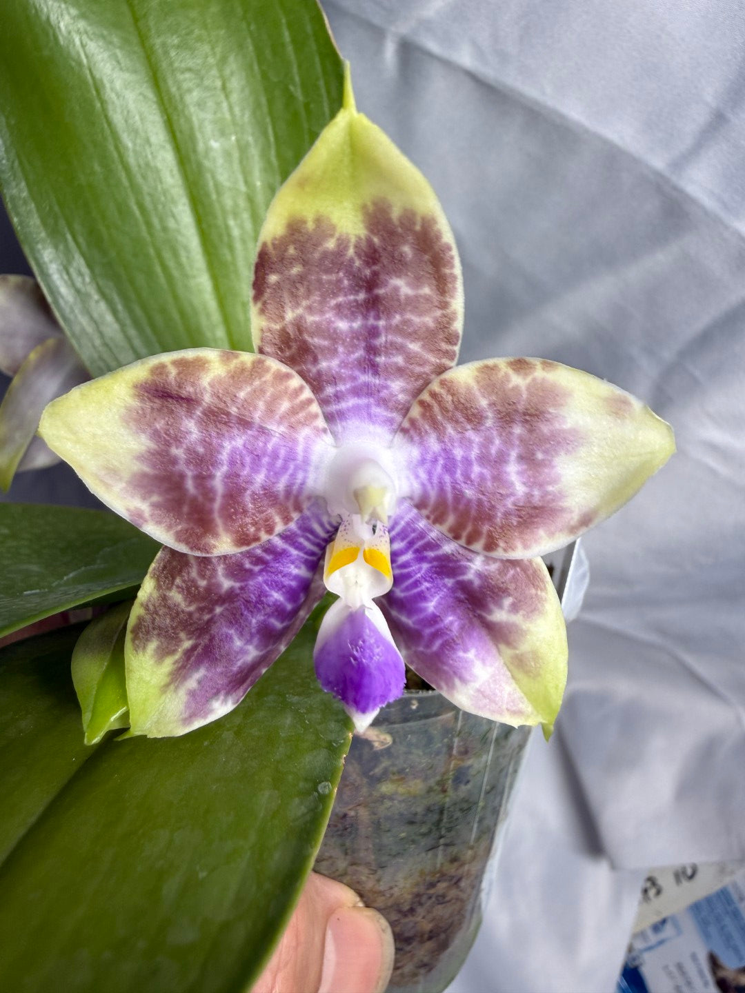 AMM371 - Phalaenopsis Mituo Wukong (seed grown) 260530 Flowering