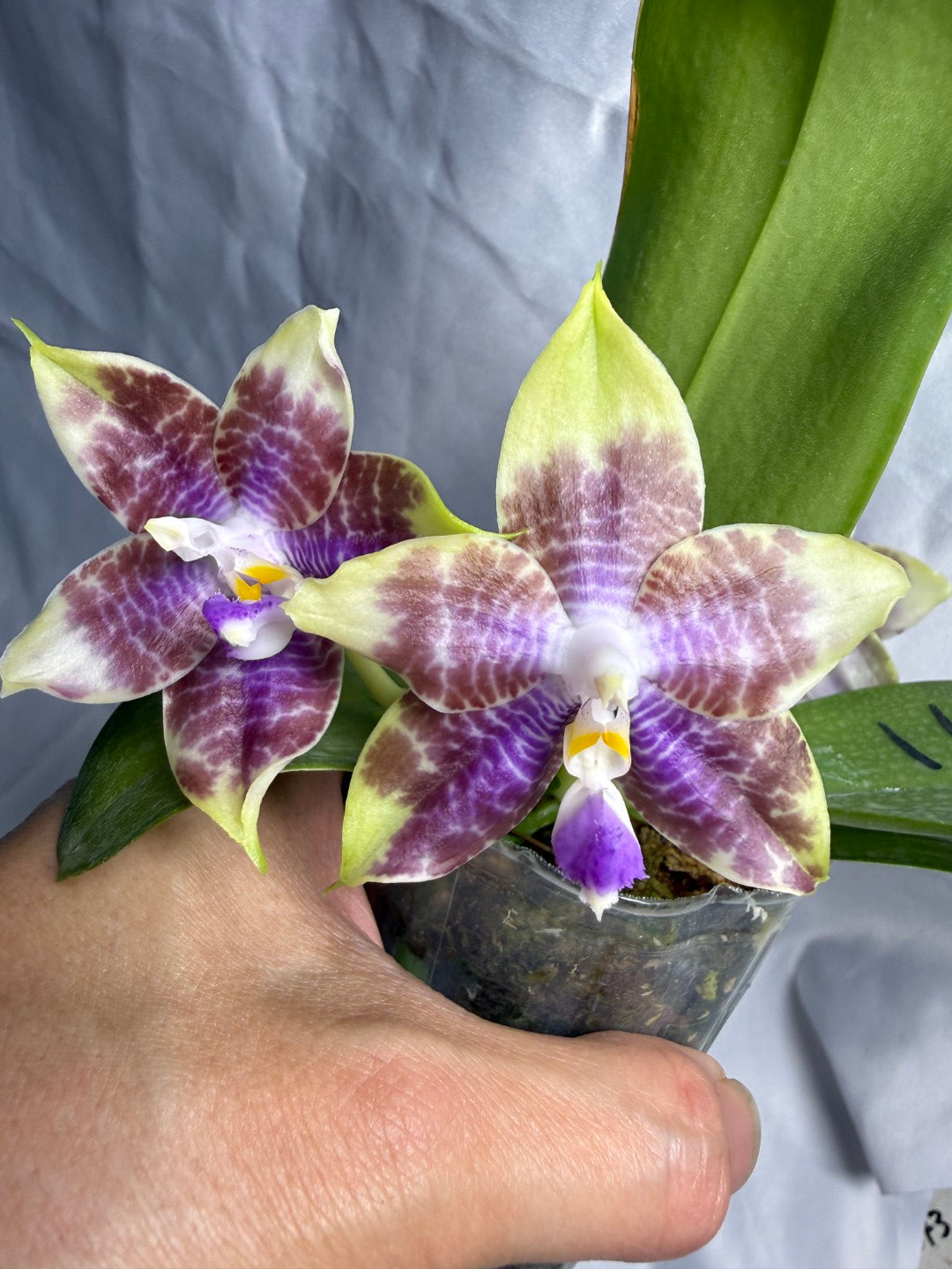 AMM371 - Phalaenopsis Mituo Wukong (seed grown) 260530 Flowering