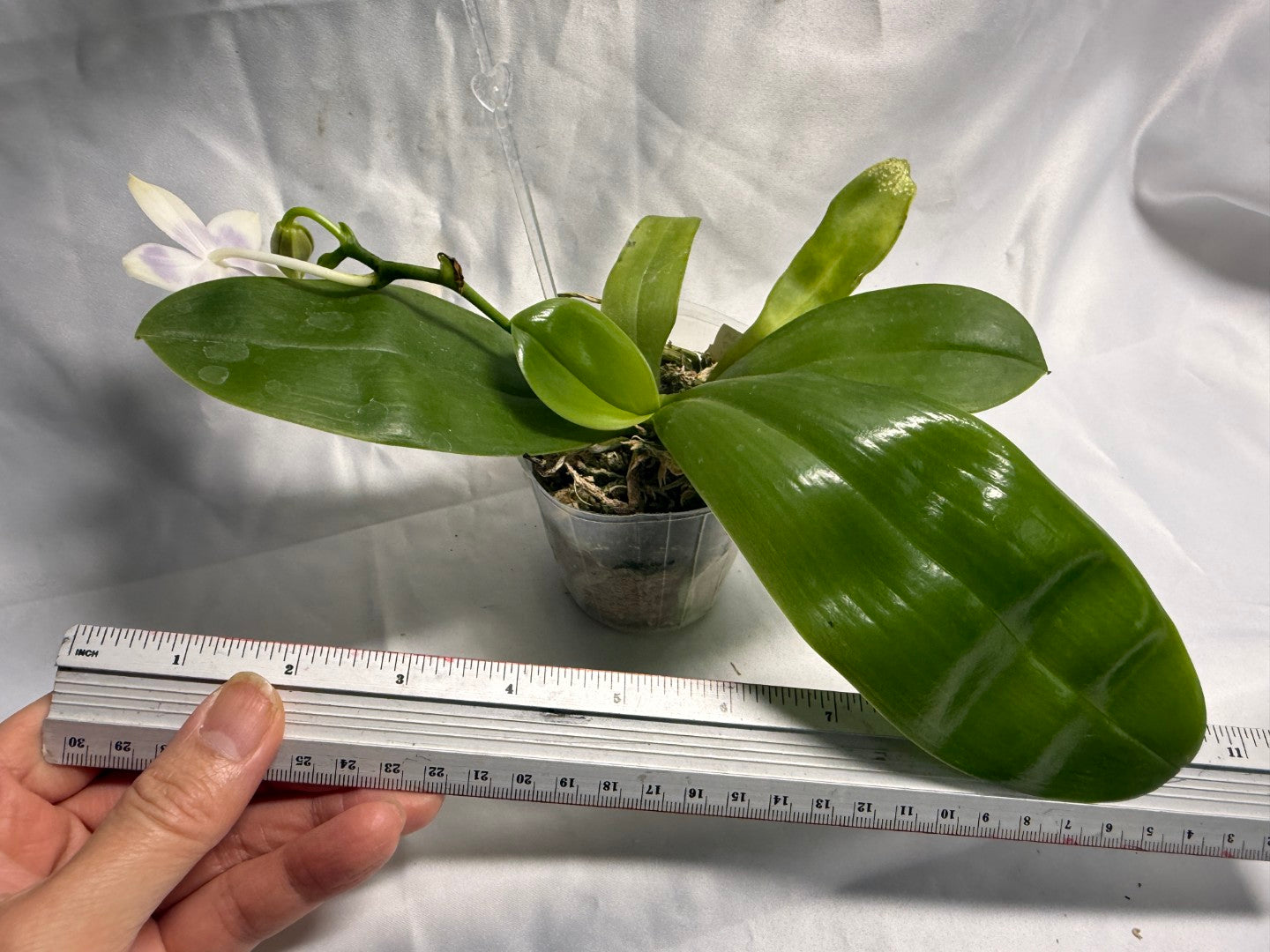 QA180 - Phalaenopsis MS Elfy Jenn (Blue White) - Seed Grown 260531 Flowering