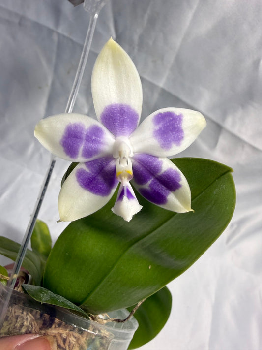QA180 - Phalaenopsis MS Elfy Jenn (Blue White) - Seed Grown 260531 Flowering