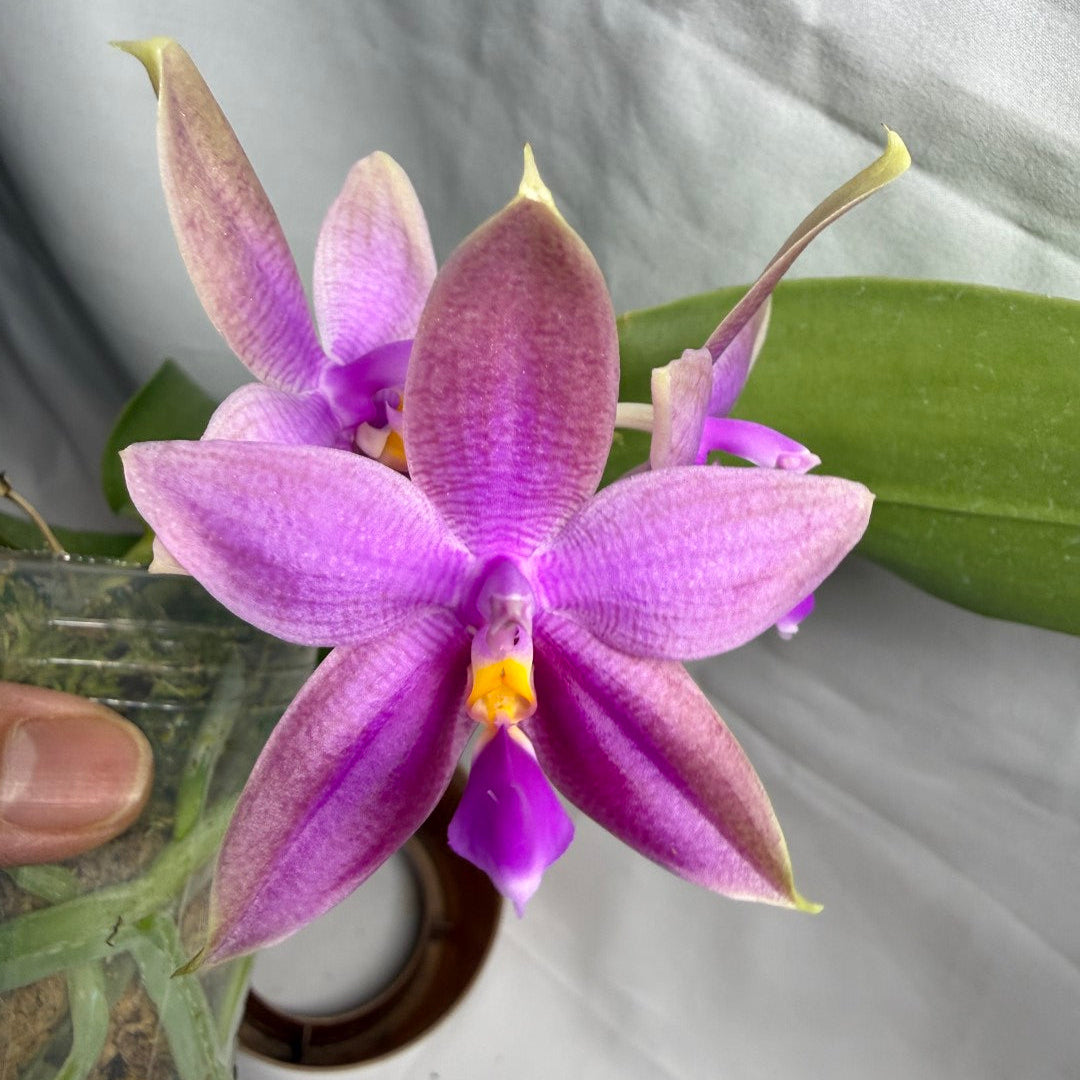 Phalaenopsis Martina Lippold - Seed Grown 260608 Flowering Very Fragrant