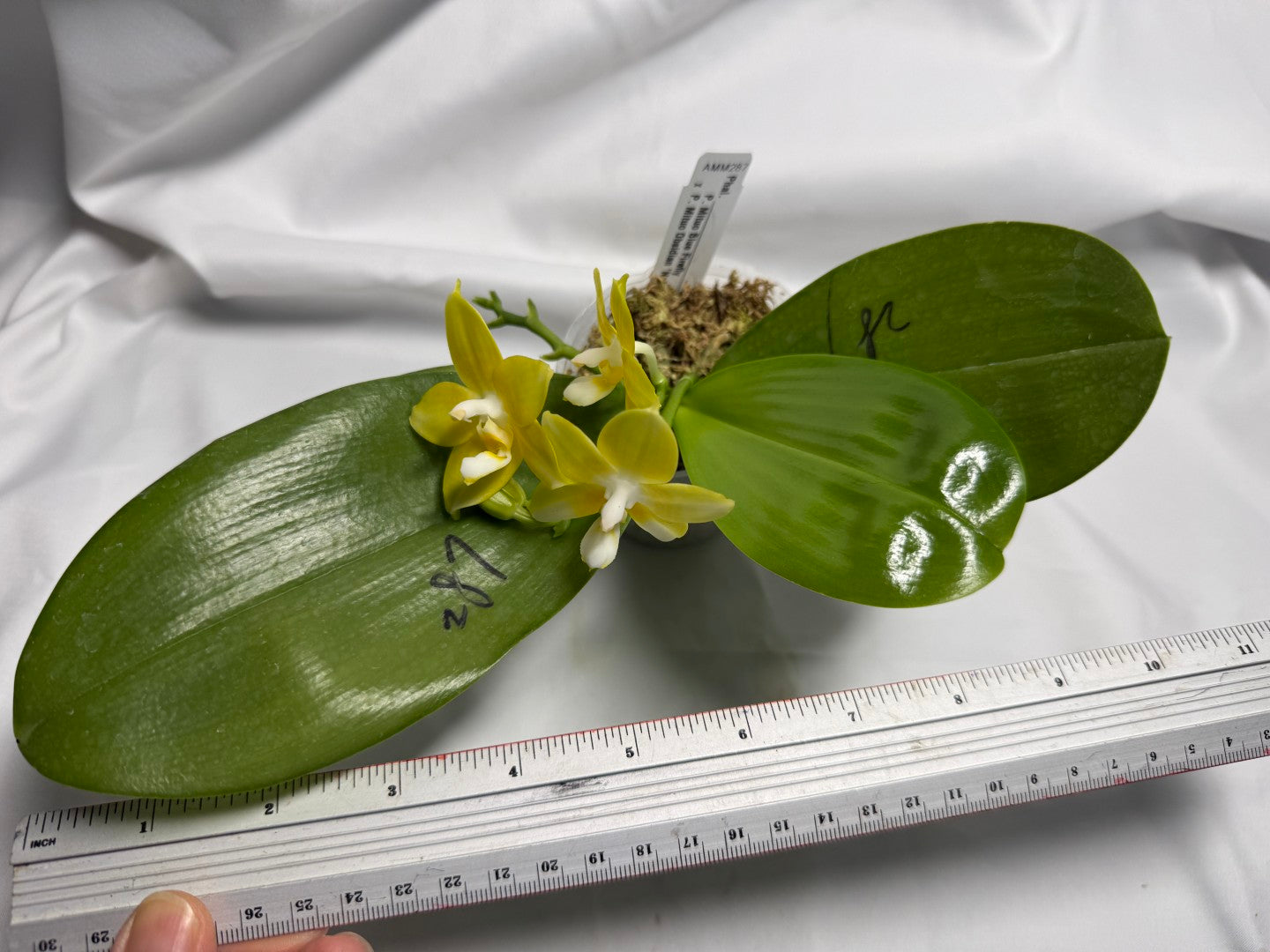 AMM287 - Phalaenopsis (Mituo Blue Firefly X Mituo Obsidian) (seed grown) Flowering 260611