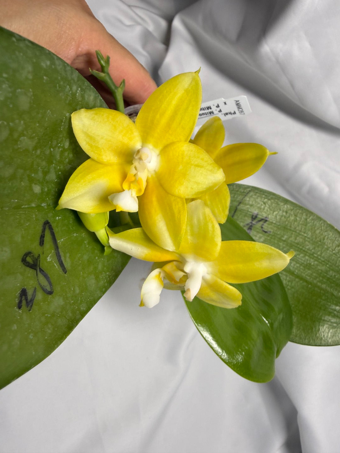 AMM287 - Phalaenopsis (Mituo Blue Firefly X Mituo Obsidian) (seed grown) Flowering 260611