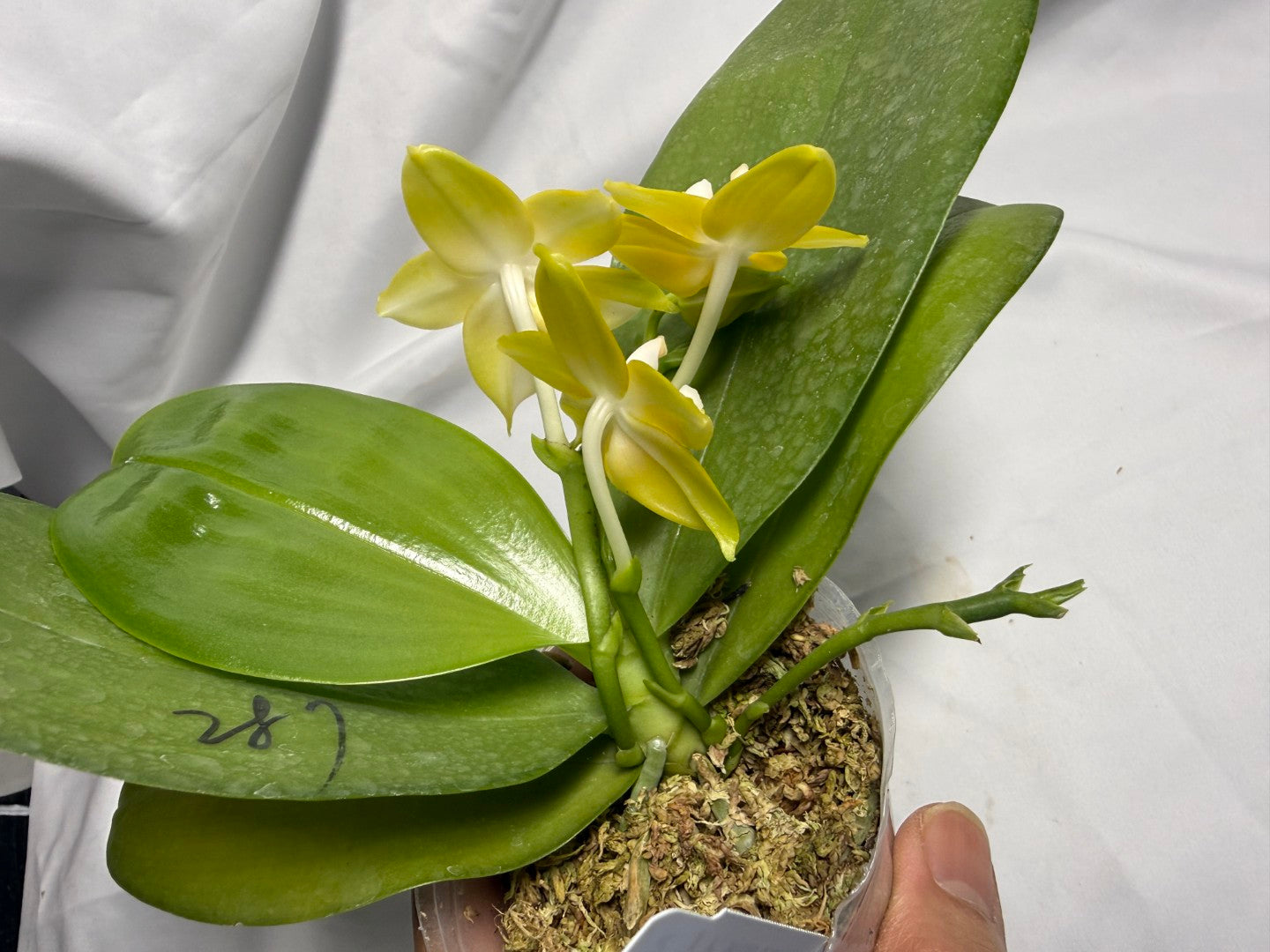 AMM287 - Phalaenopsis (Mituo Blue Firefly X Mituo Obsidian) (seed grown) Flowering 260611
