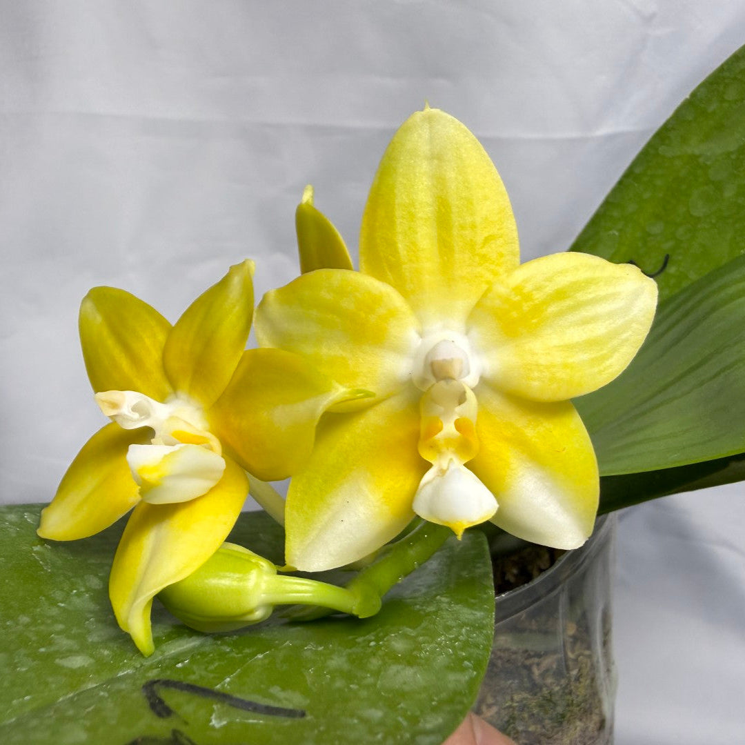 AMM287 - Phalaenopsis (Mituo Blue Firefly X Mituo Obsidian) (seed grown) Flowering 260611