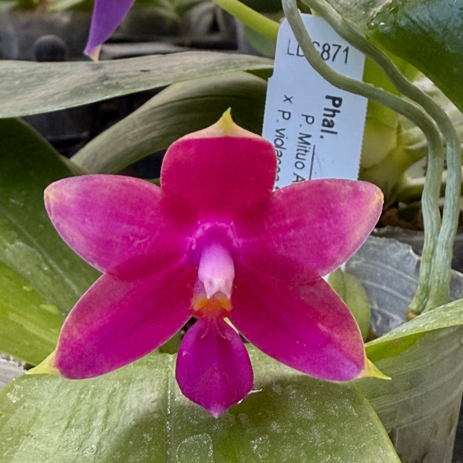 Phalaenopsis (Mituo Ambo X violacea f. Indigo) Seed grown