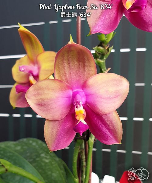 Phalaenopsis Yaphon Bear Sir '634'