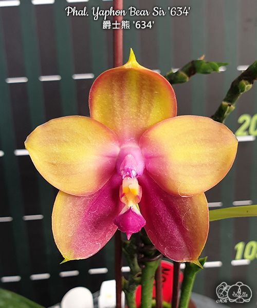 Phalaenopsis Yaphon Bear Sir '634'