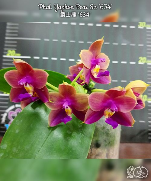 Phalaenopsis Yaphon Bear Sir '634'