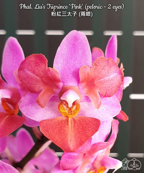 Phalaenopsis Liu's Triprince 'Pink' (peloric - 2 eyes)
