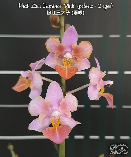 Phalaenopsis Liu's Triprince 'Pink' (peloric - 2 eyes)