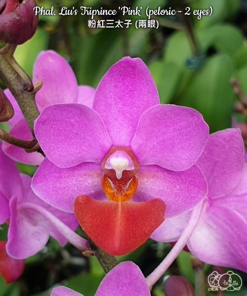 Phalaenopsis Liu's Triprince 'Pink' (peloric - 2 eyes)