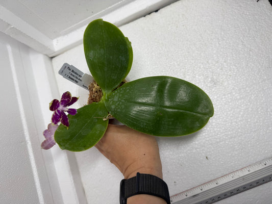 Phalaenopsis Mainshow Jennifer 250803 Flowering