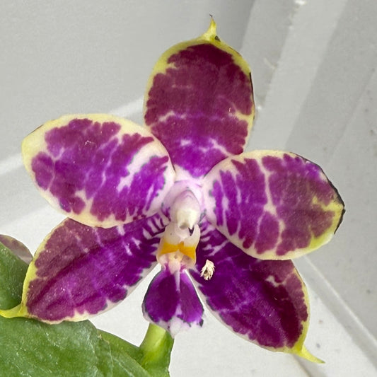 Phalaenopsis Mainshow Jennifer 250803 Flowering