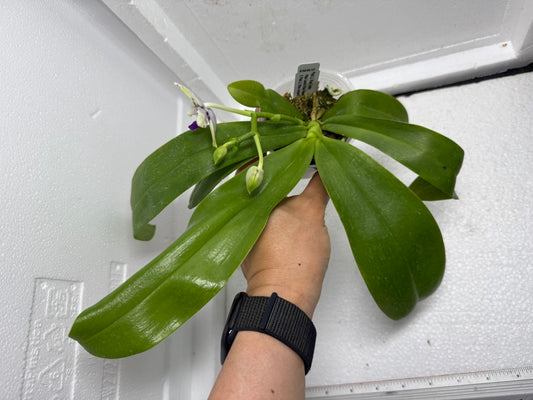 Phalaenopsis LL Blue Crake 250803 Flowering