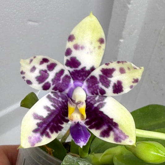 Phalaenopsis LL Blue Crake 250803 Flowering