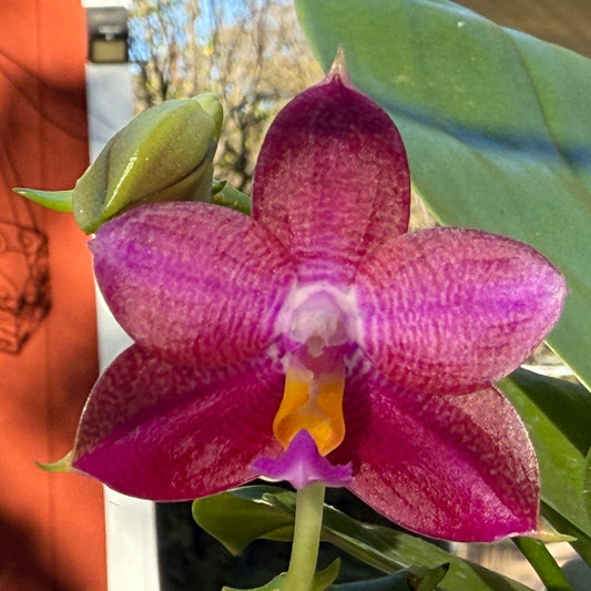 Phalaenopsis (Mainshow Colorful x Mituo Purple Dragon) 241120