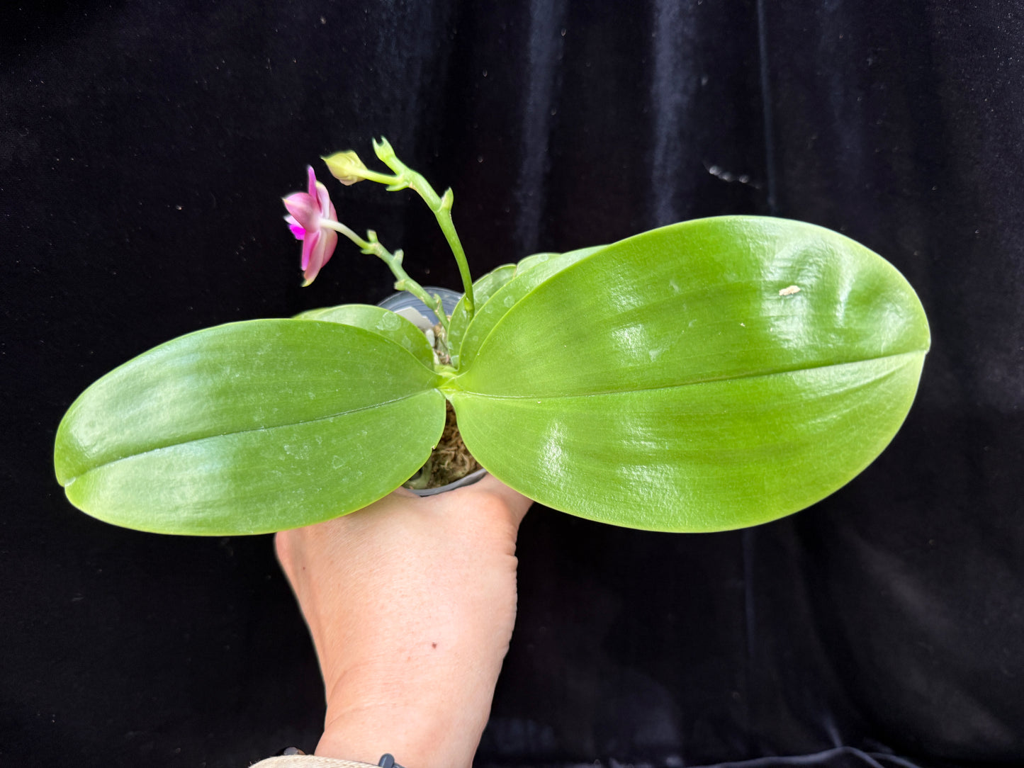 Phalaenopsis (Mainshow Colorful x Mituo Purple Dragon) 241120