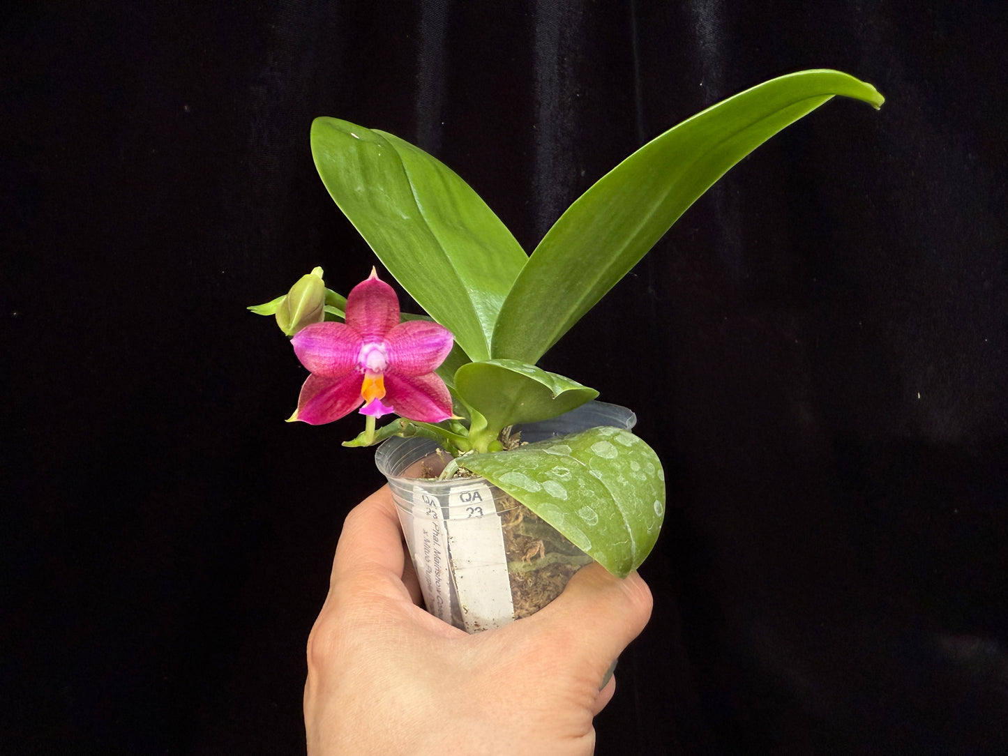 Phalaenopsis (Mainshow Colorful x Mituo Purple Dragon) 241120