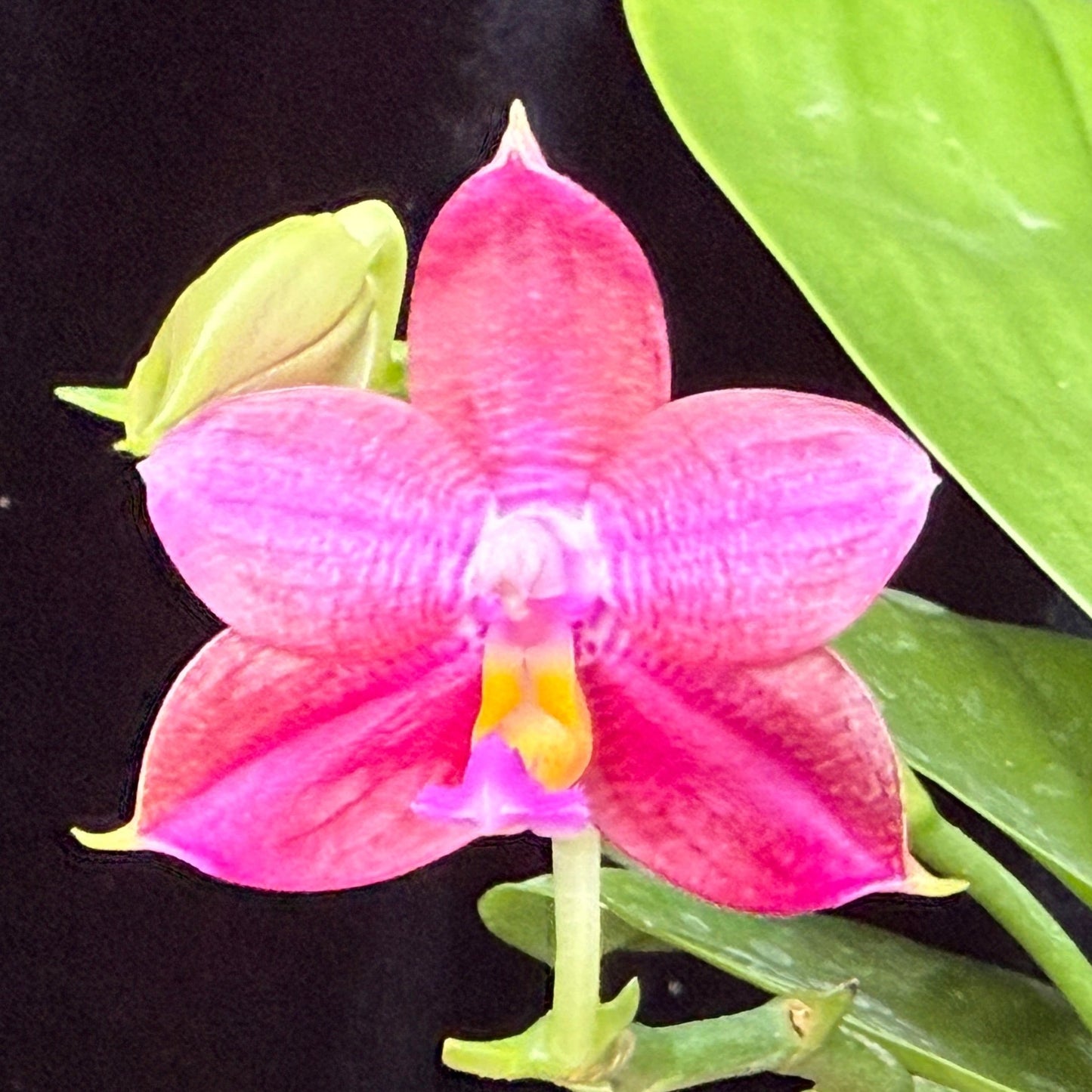 Phalaenopsis (Mainshow Colorful x Mituo Purple Dragon) 241120