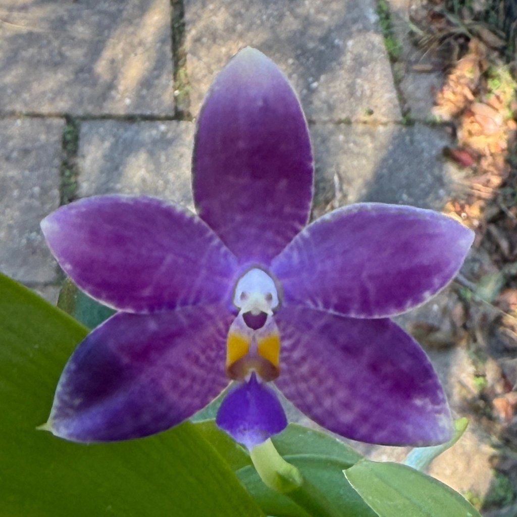 Phalaenopsis LL Blue Crake - Seed Grown KM3512