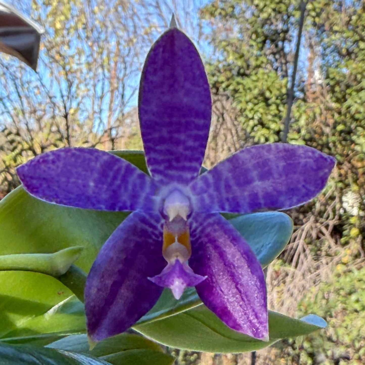 Phalaenopsis (Jennifer Palermo X Mituo Purple Dragon)  - QA-026 - Seed Grown