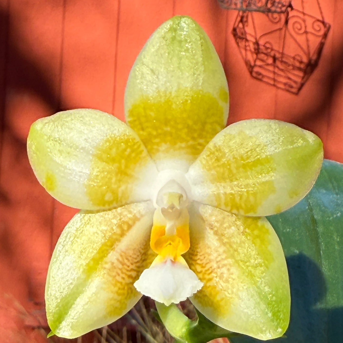 Phalaenopsis Mituo Purple Canary 241126 Flowering