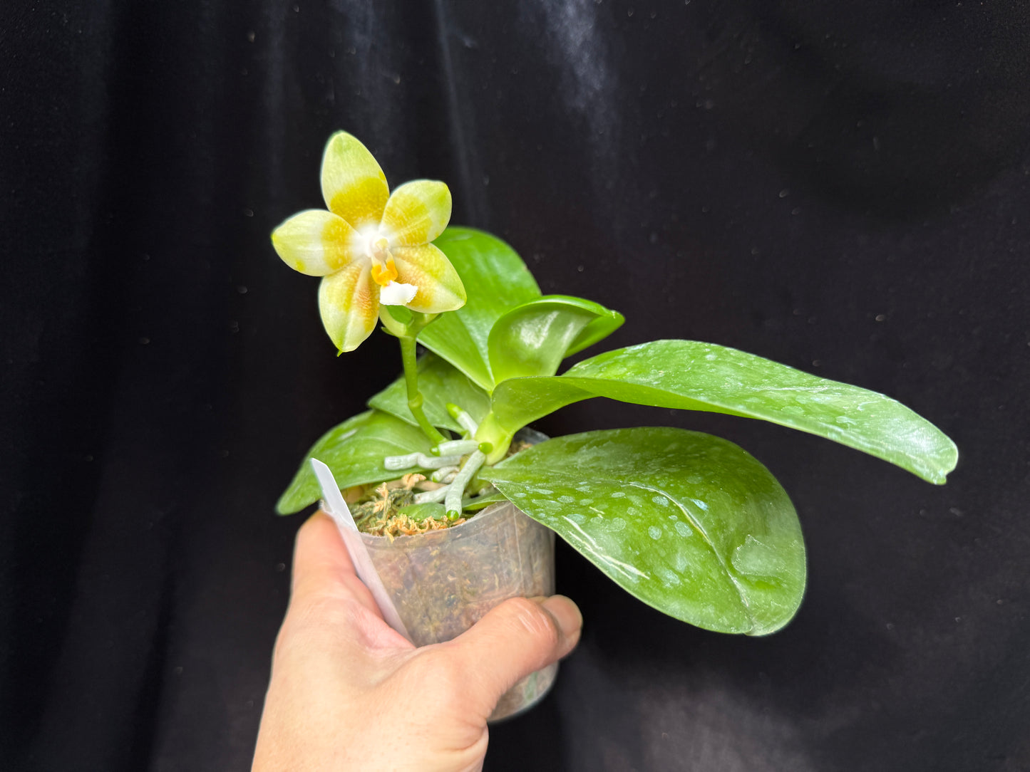 Phalaenopsis Mituo Purple Canary 241126 Flowering