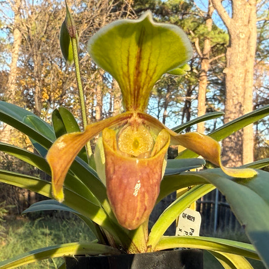 Paphiopedilum Hengduan's Qin 241201 Flowering