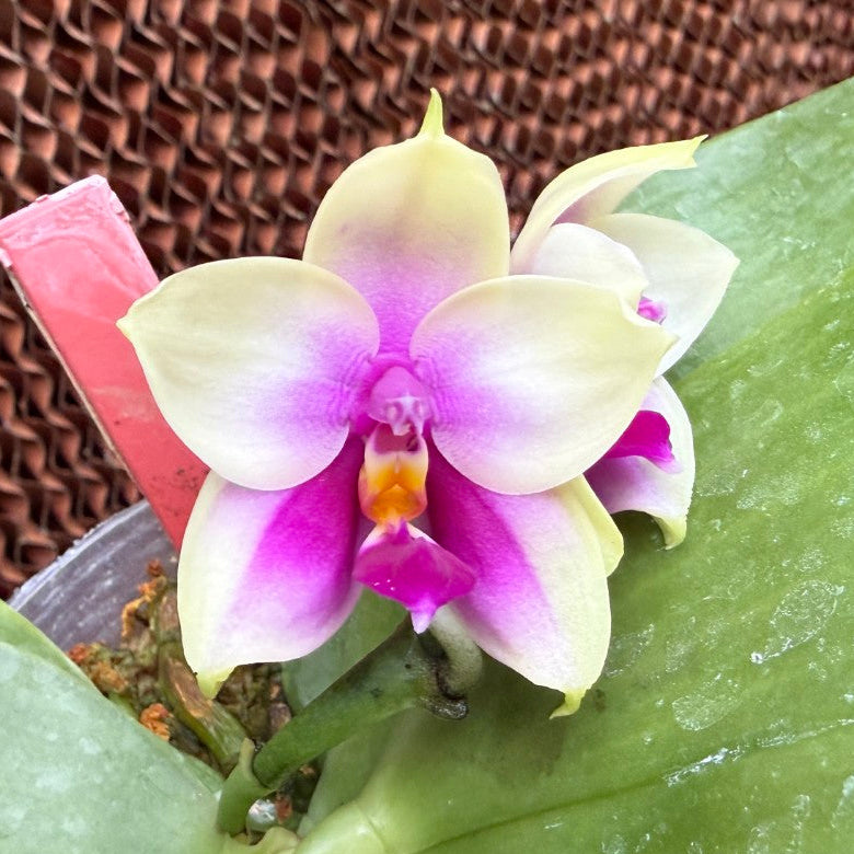 Phalaenopsis bellina 'Yang Guifei'