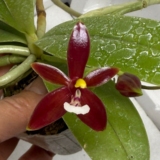 Phalaenopsis cornu-cervi 'Wan Kou'