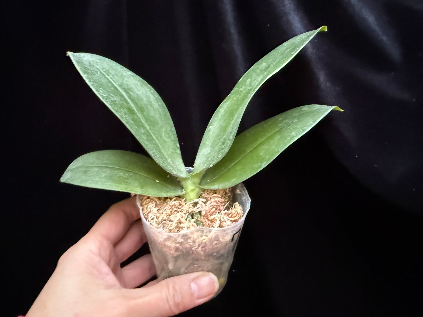 Phalaenopsis Mini Mark (Clones)