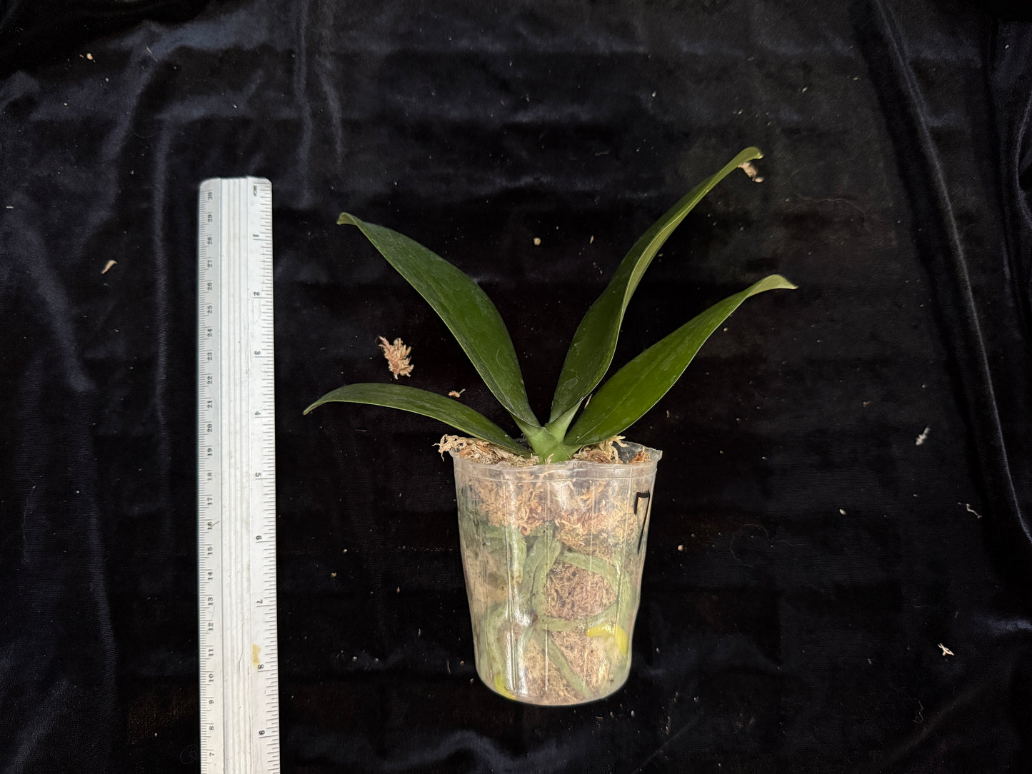 Phalaenopsis Mini Mark (Clones)