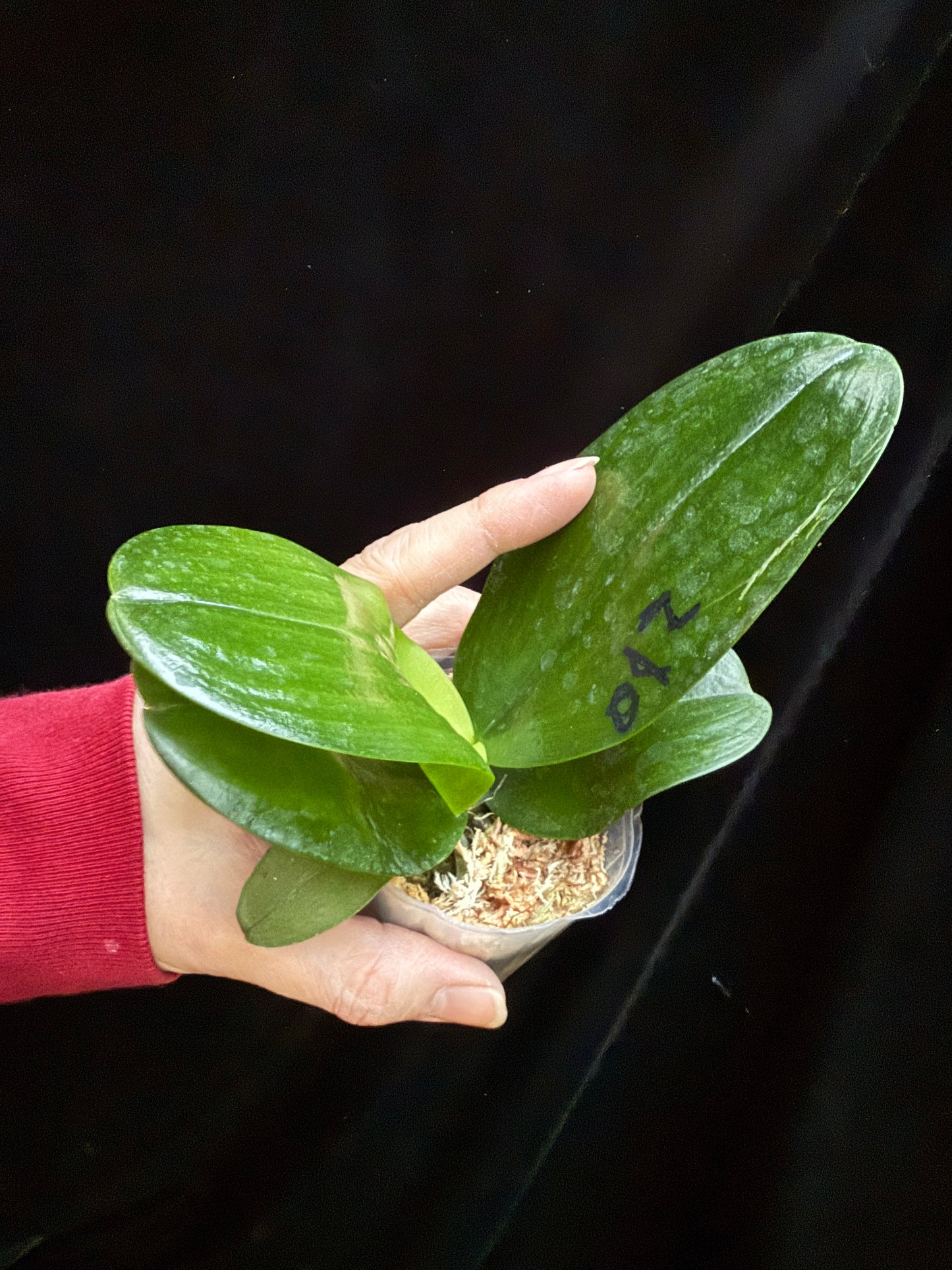 Phalaenopsis Mituo Obsidian 'Golden Toad'