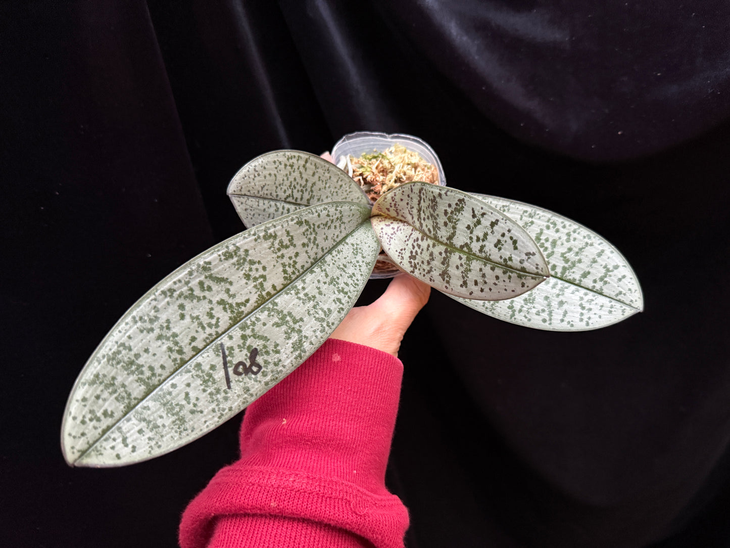 Phalaenopsis schilleriana 'Silver Leaf' x sib - Seed Grown