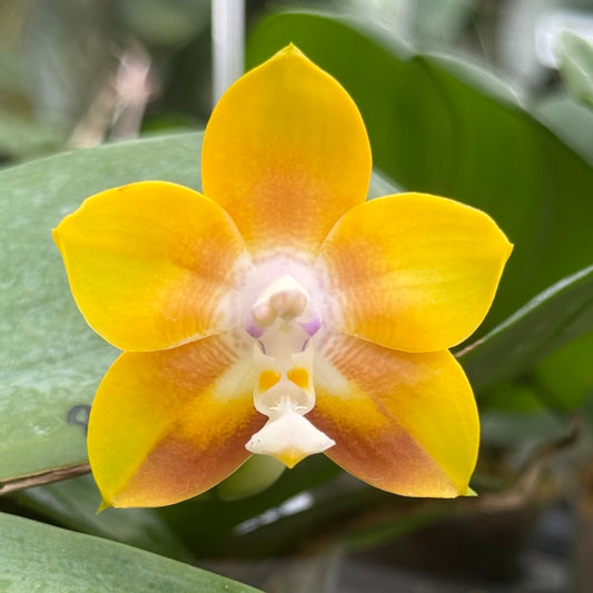 Phalaenopsis Mituo Obsidian 'Golden Toad'