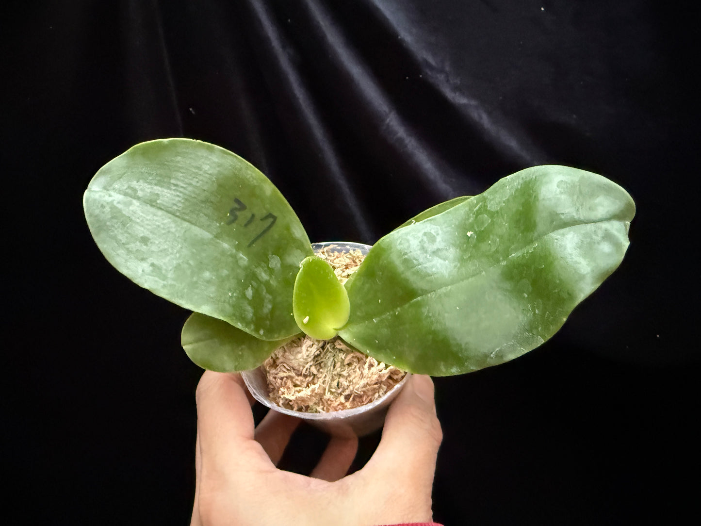 Phalaenopsis Germaine Vincent 'MC' (M625)