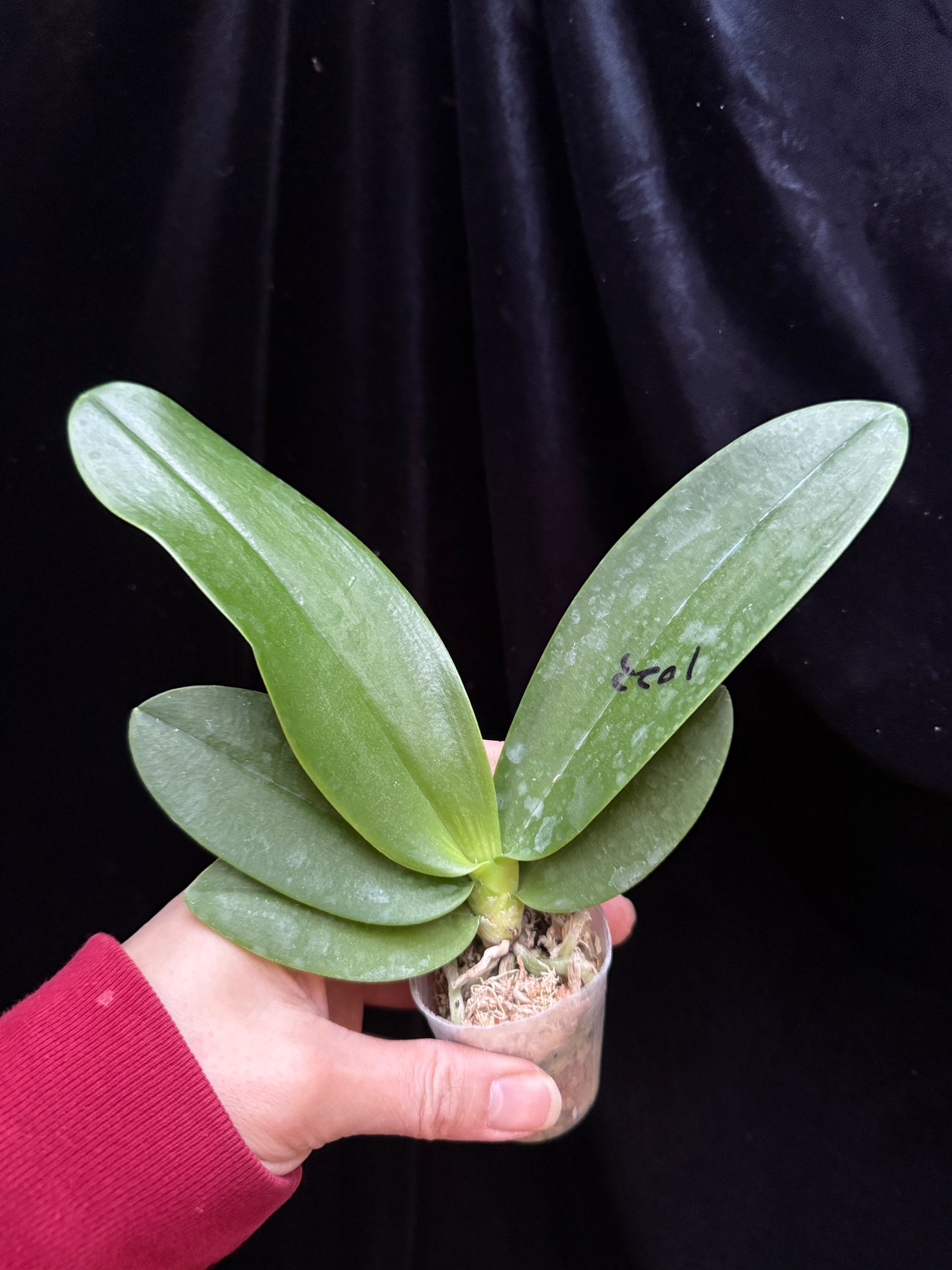 Phalaenopsis SWR Snowflake x amabilis f. alba - Seed Grown