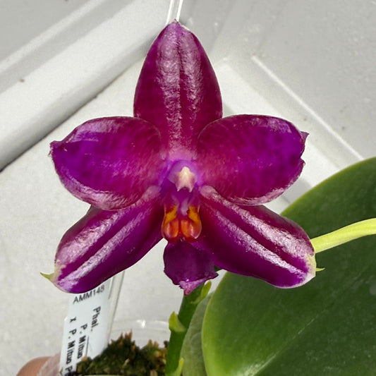 Phalaenopsis Mituo Tel Aviv - 250816 Flowering