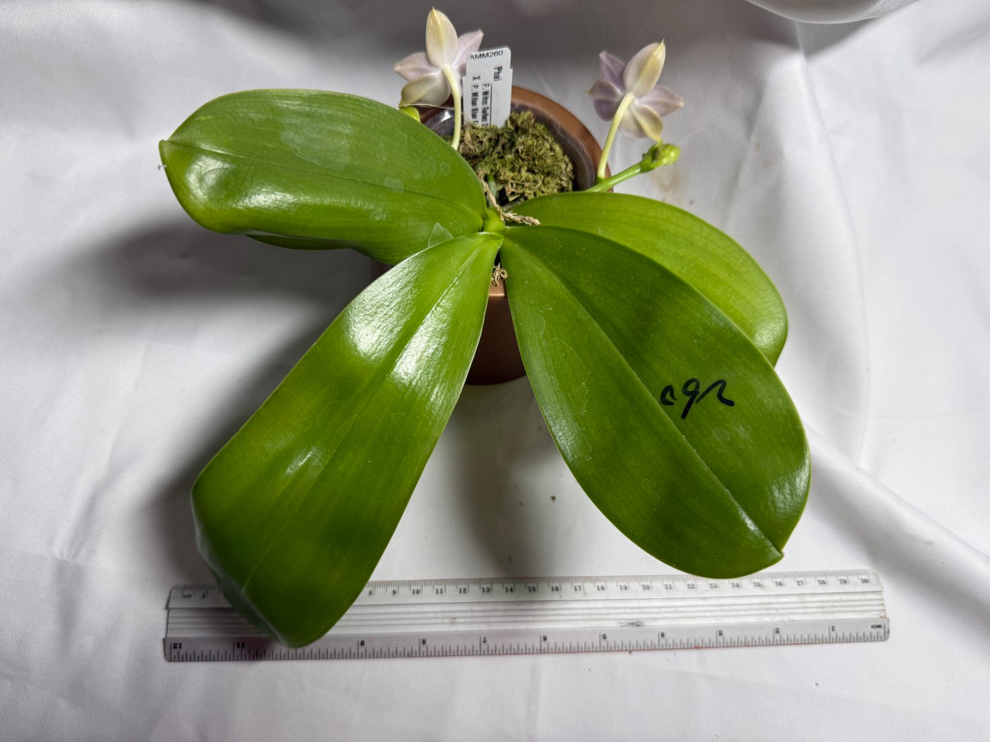 AMM260 Phalaenopsis (Mituo Reflex Dragon X Mituo Blue Firefly) - Seed Grown 260714 Flowering