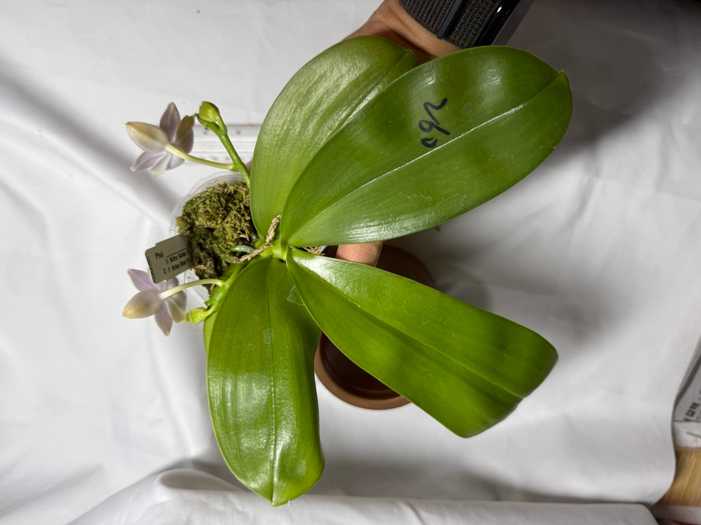 AMM260 Phalaenopsis (Mituo Reflex Dragon X Mituo Blue Firefly) - Seed Grown 260714 Flowering