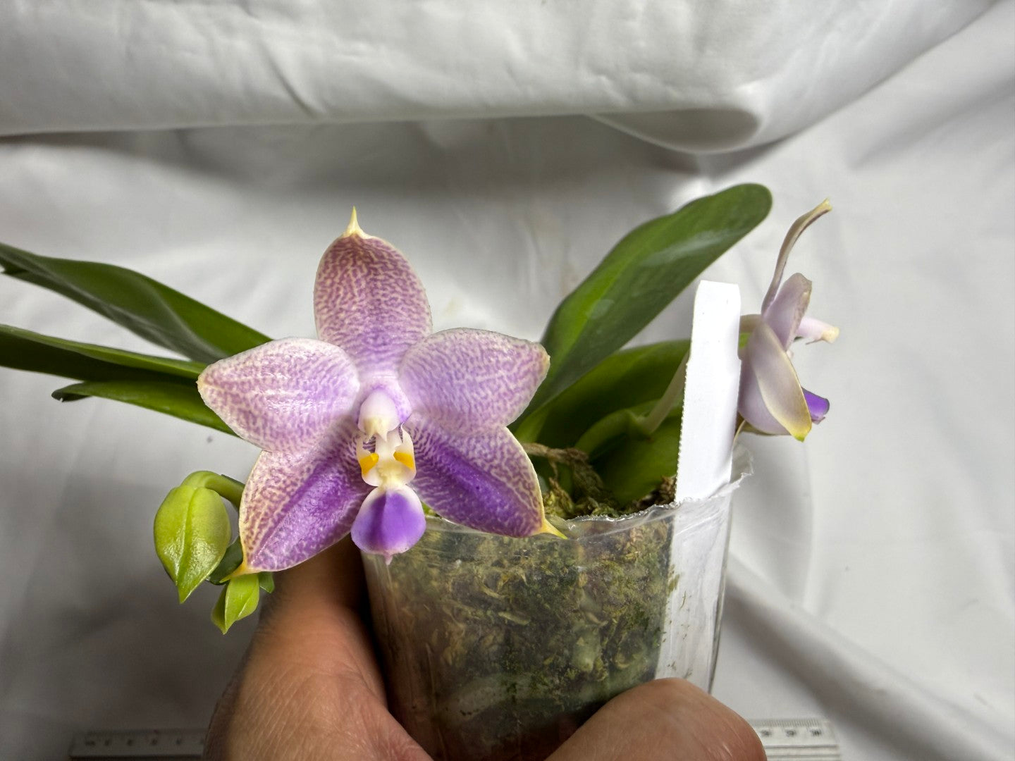 AMM260 Phalaenopsis (Mituo Reflex Dragon X Mituo Blue Firefly) - Seed Grown 260714 Flowering