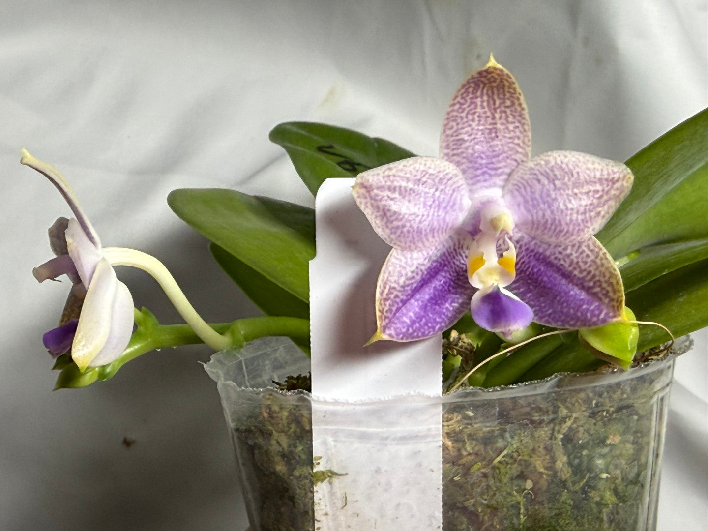 AMM260 Phalaenopsis (Mituo Reflex Dragon X Mituo Blue Firefly) - Seed Grown 260714 Flowering