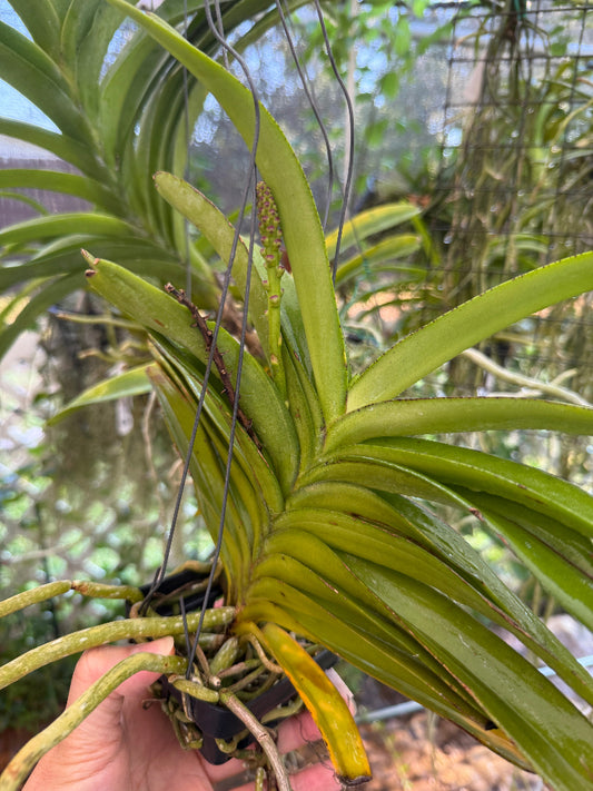Perreiraara (Prra.) Bangkok Sunset 'M' Budding