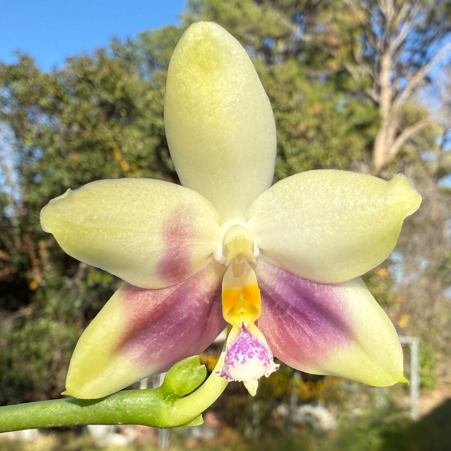 Phalaenopsis (Lioulin Blue Jenny X Yaphon Blue Jewel) 241214 Flowering