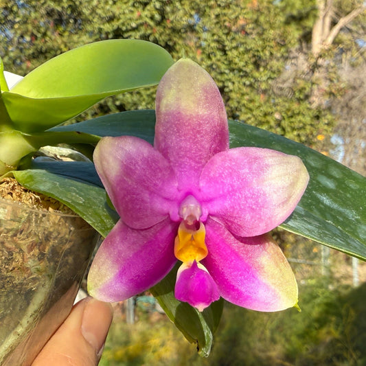 Phalaenopsis FANGtastic News 241214 Flowering